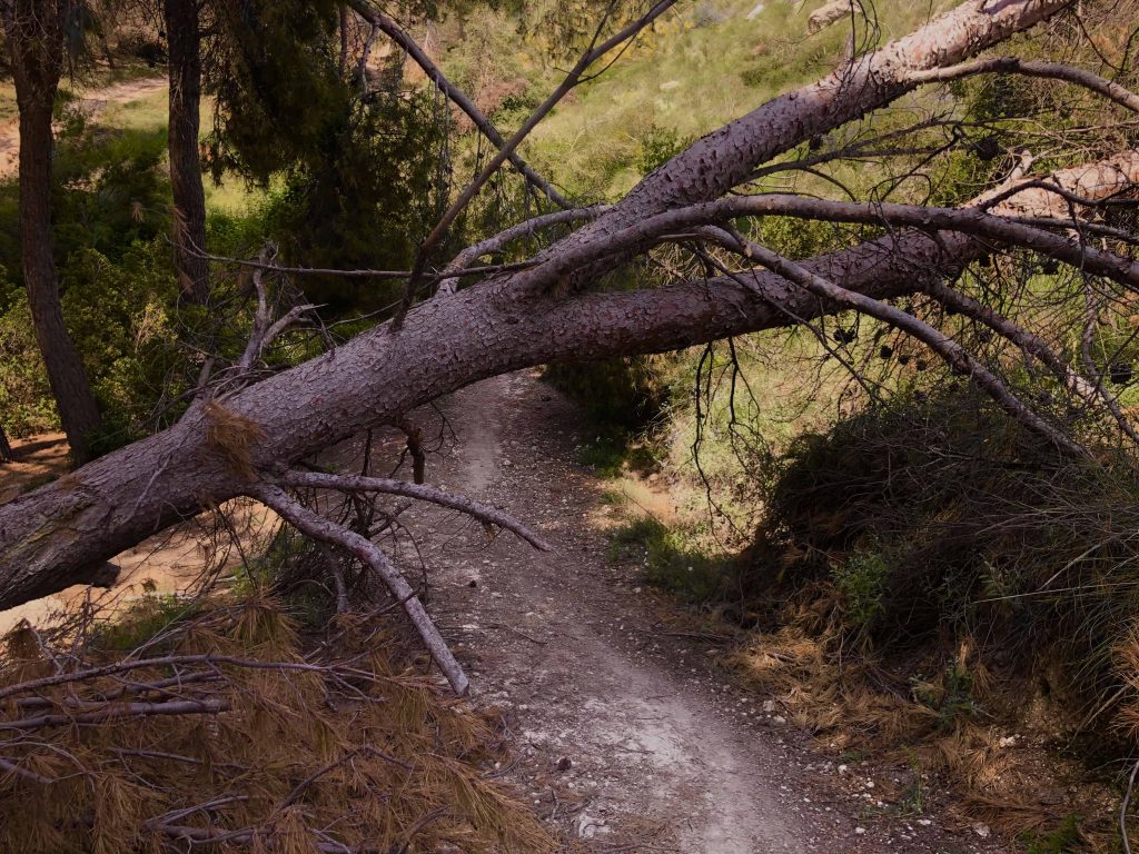 Árbol caído por el temporal Filomena en la Senda de El Bosque.